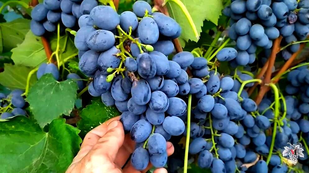 Виноград альфа описание сорта фото отзывы морозостойкость