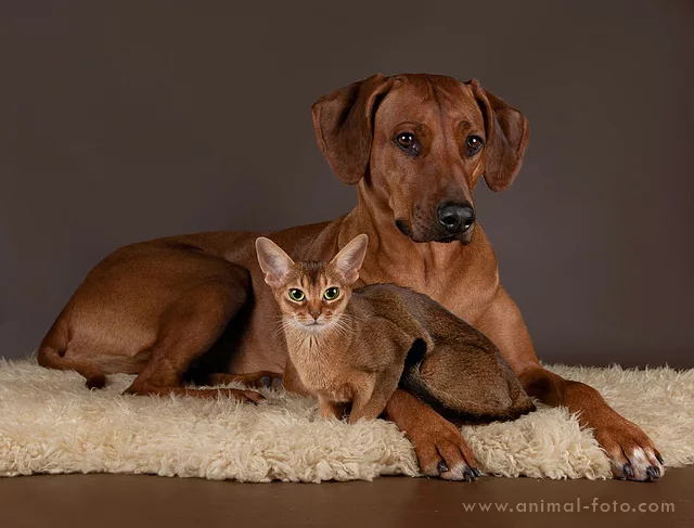 абиссинская кошка с собакой