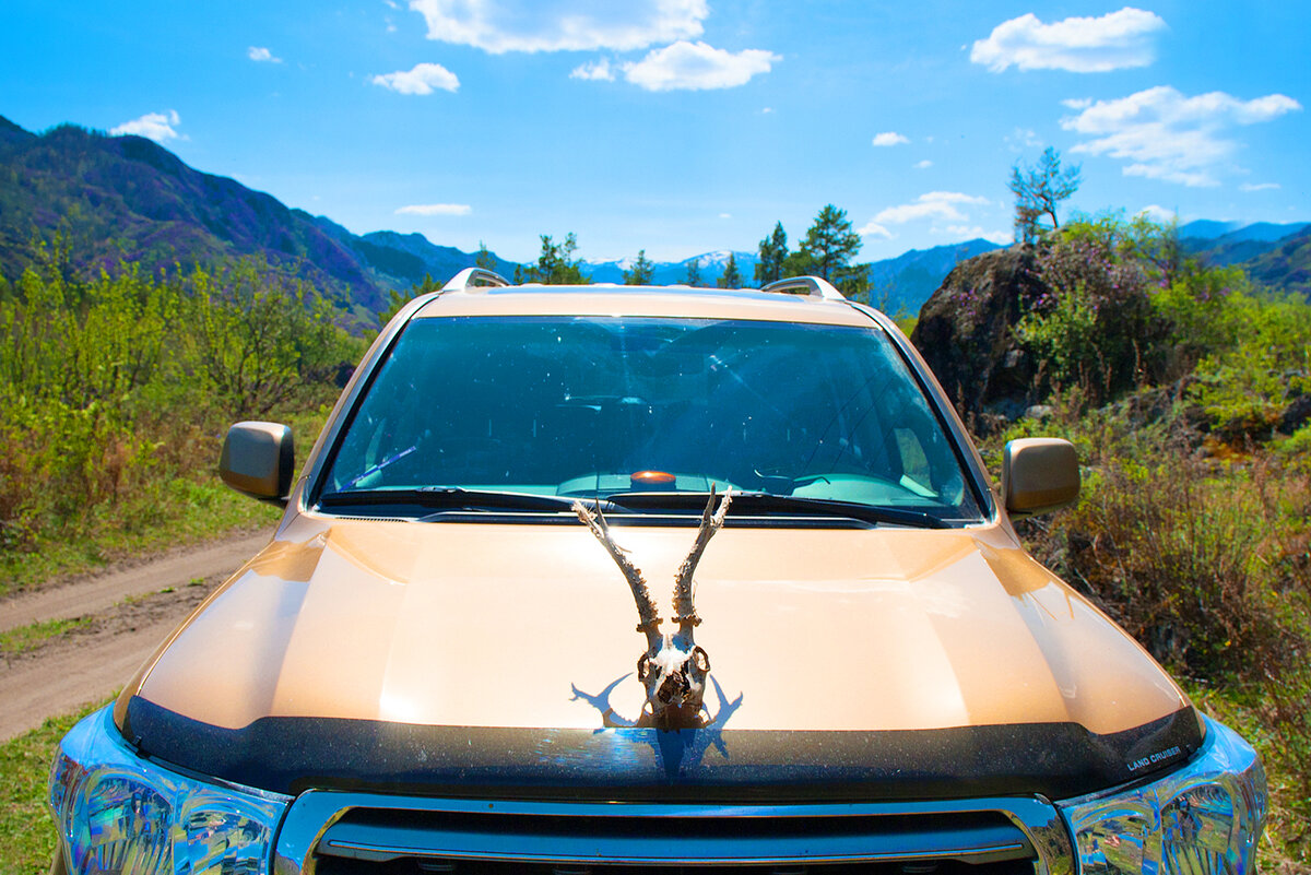 Картинка для настроения))) Сразу скажу, череп с рогами я нашёл у дороги в горах и на авто он попал случайно;)