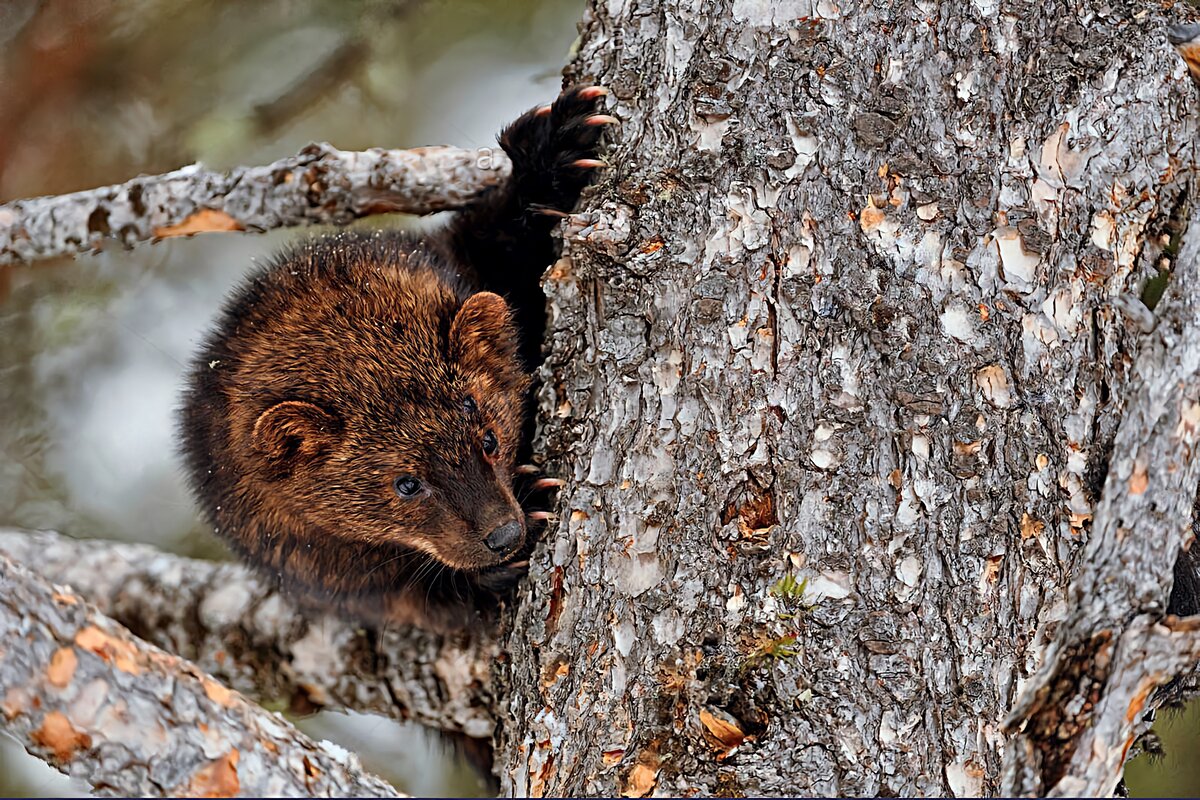 животные похожие на куницу. илька куница-рыболов. пекан куница. фишер животное. илька где обитает.