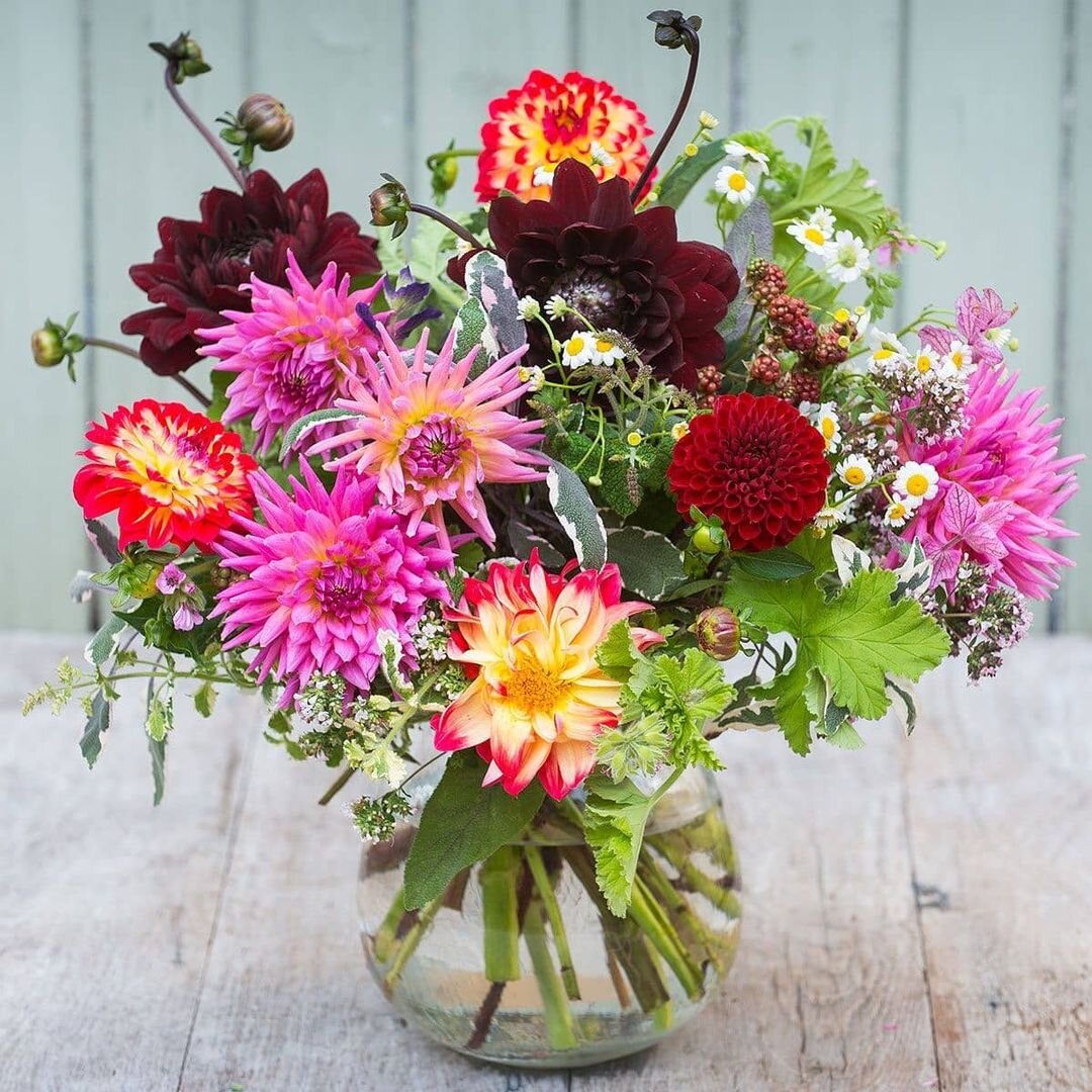 Из георгинов всегда получаются шикарные букеты  (Фото используется по стандартной лицензии ©hozvopros.com)