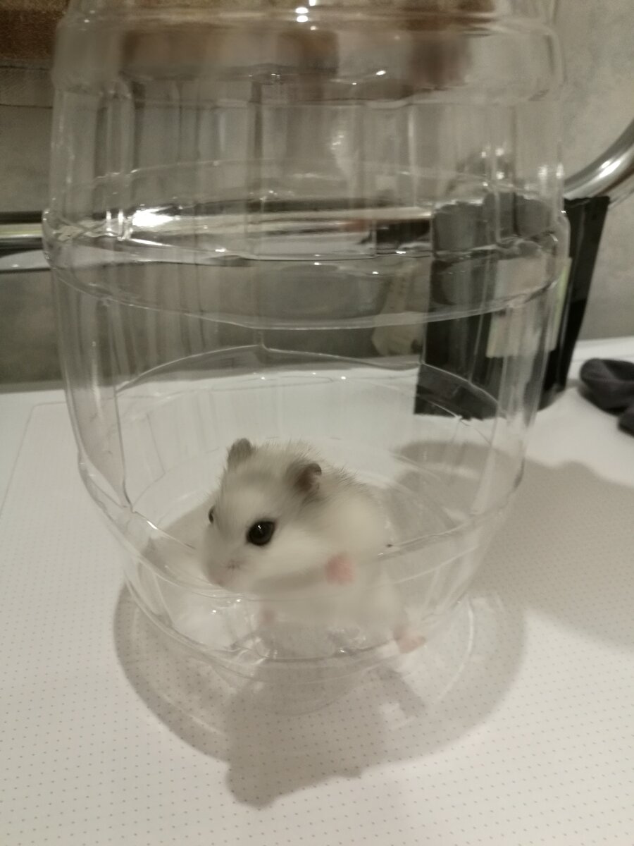 Фото автора. Степа осваивает импровизированную кормушку для птиц.