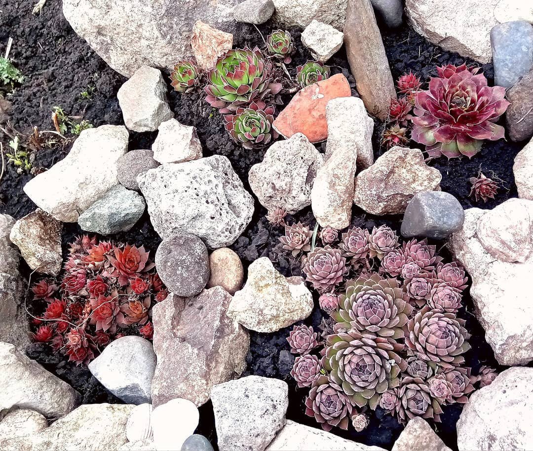 Я потом переиграла и разложила цветы прям по камням, корней-то как таковых нет (фото автора)