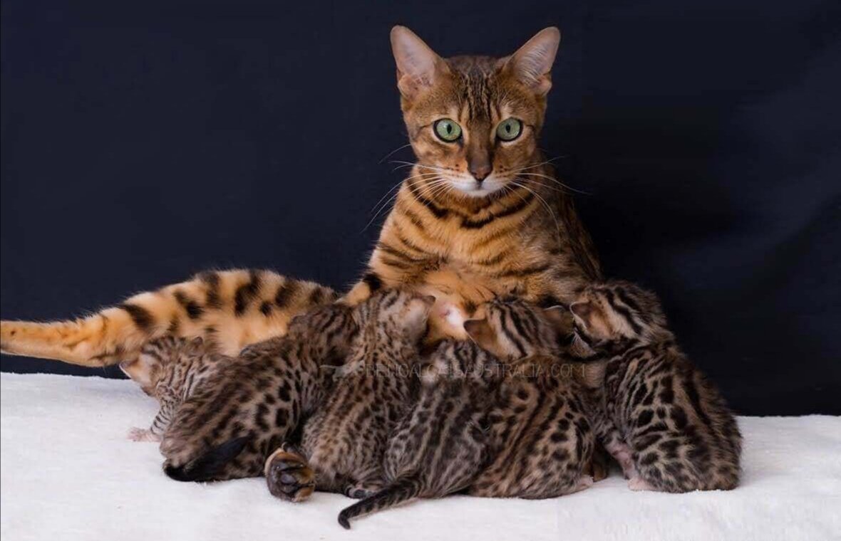 Интересный факт: бенгальская кошка не боится воды. Фото из сети.