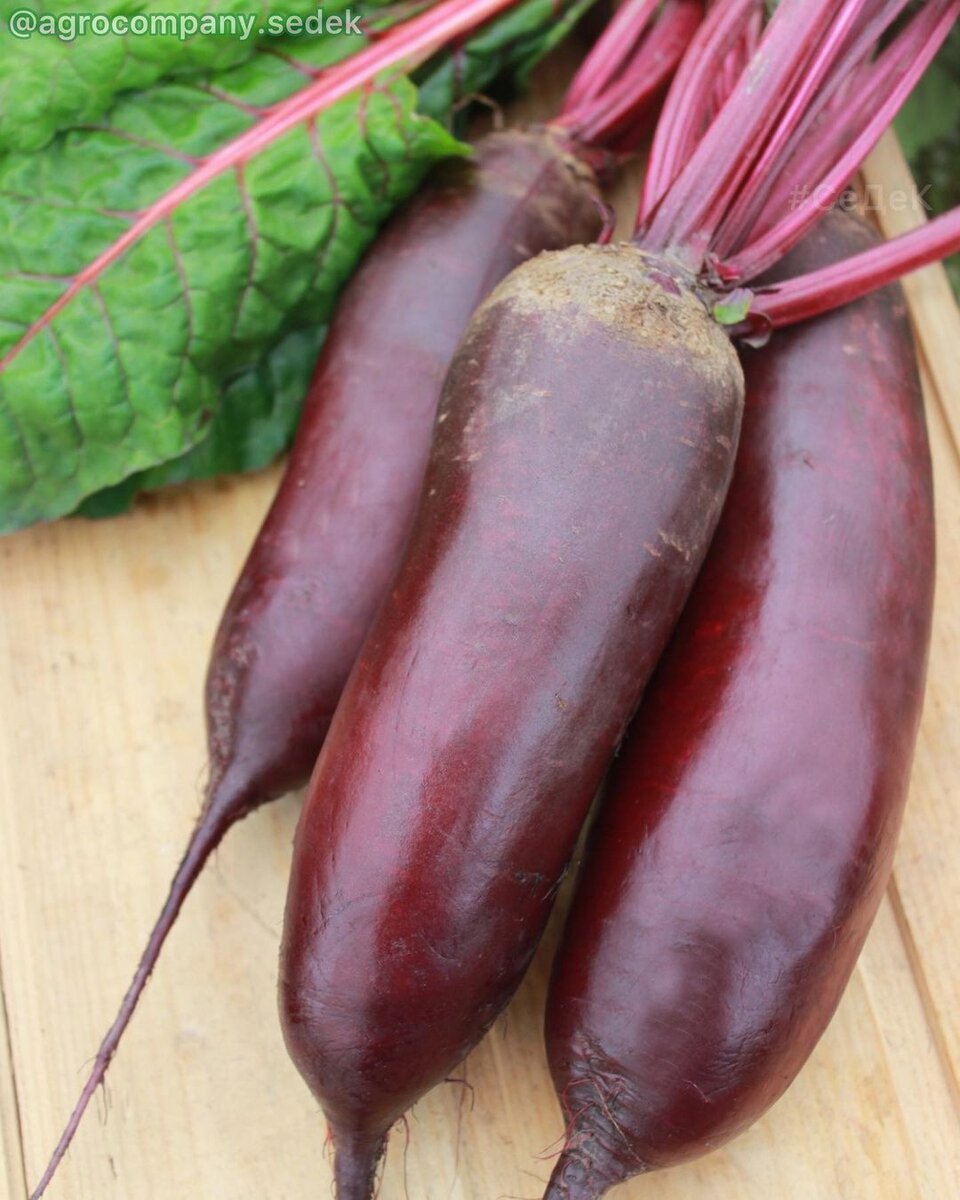 Сорт свеклы жуковка. Богема сорт свеклы. Свекла сорт негритенок. Сорт свеклы монти. Сорт свеклы цилиндра.