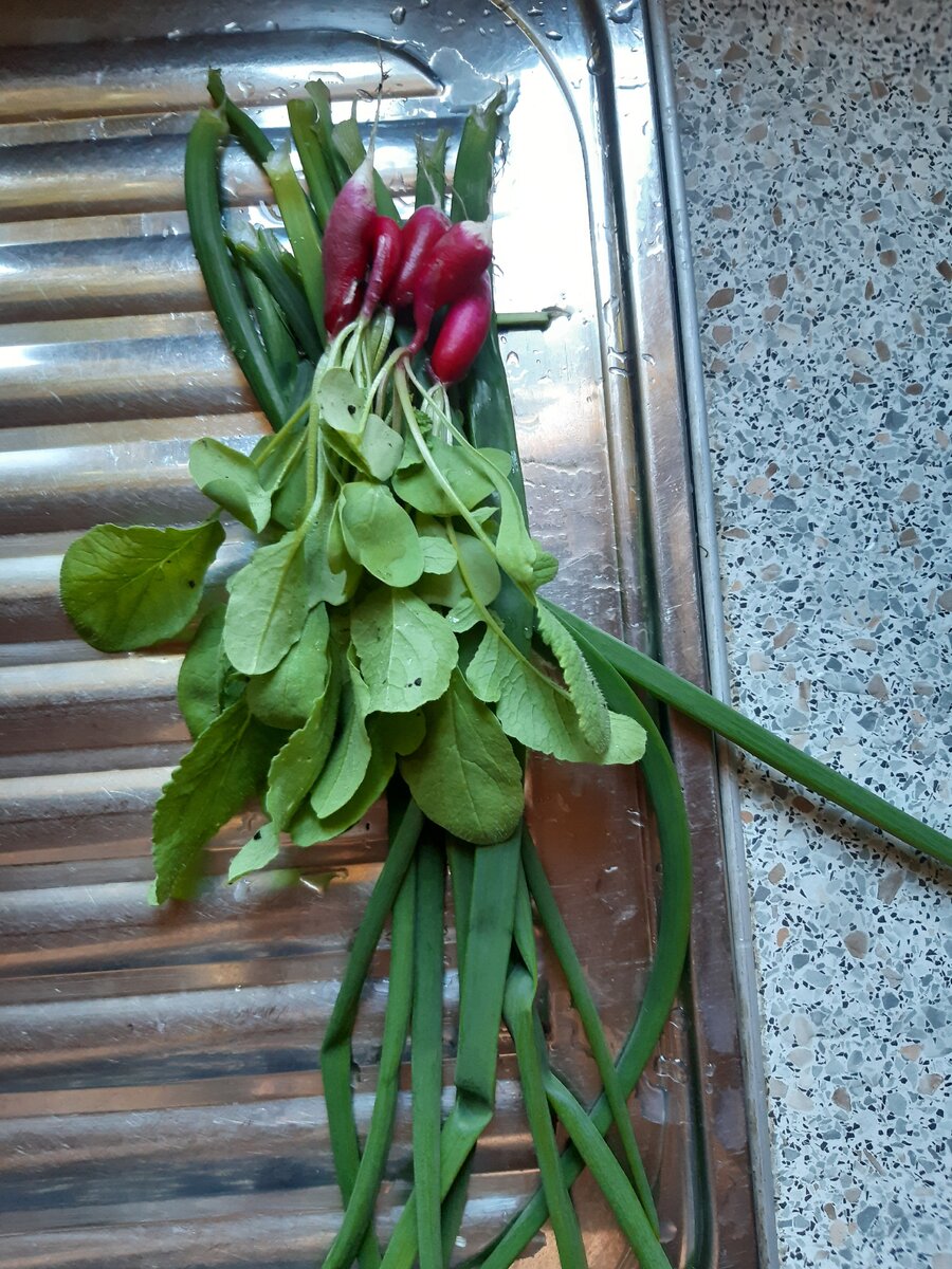 Свежий редис "18 дней"и лук на весенний салат. Фото автора