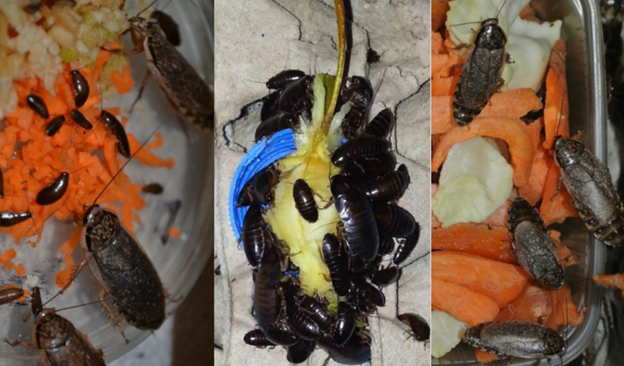 разведение мраморного таракана