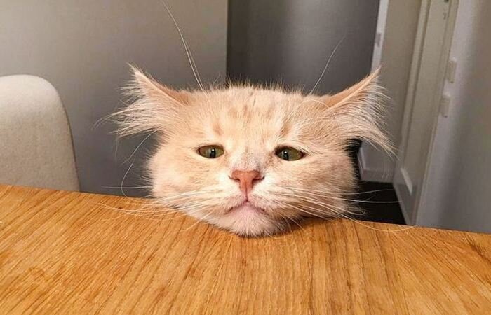 5 запахов, которые на дух не переносят коты