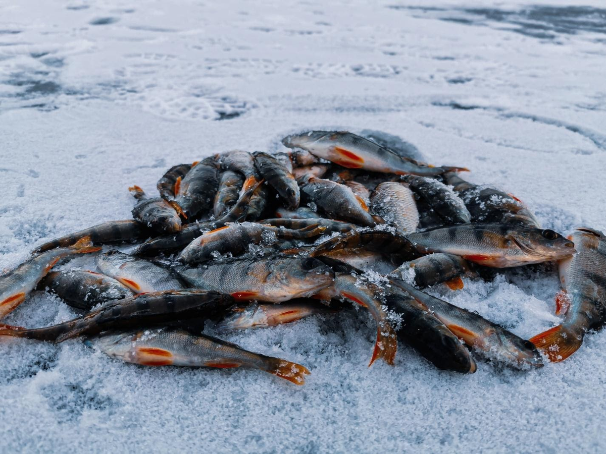 Улов на льду. Рыба улов на льду. Зимняя рыбалка улов. Улов зимой