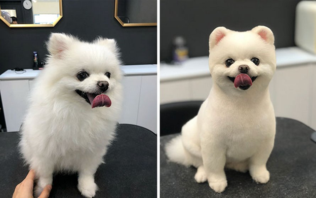 Собаки до и после стрижки (16 фото)