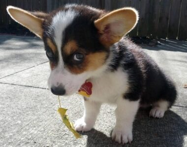 Открытый источник