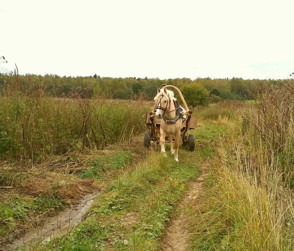 Телега с лошадью в поле