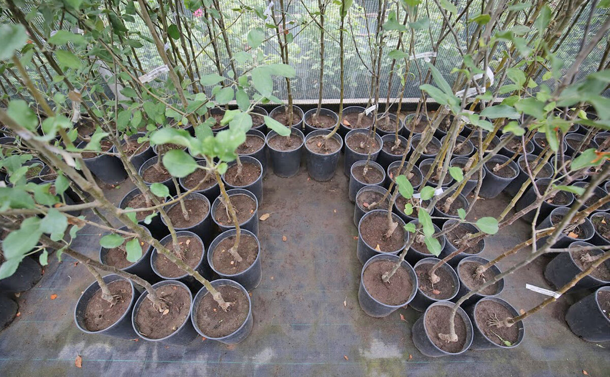 зимнее хранилище для саженцев. саженцы деревьев. ремонтантная малина побеги. г,борисоглебск саженцы на весну 2023. молодые деревья.