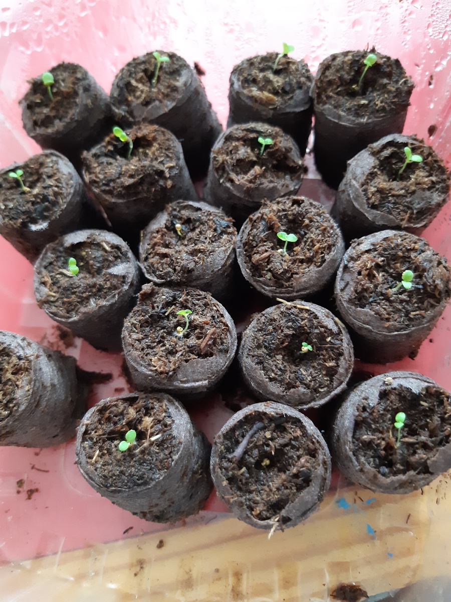 Мои росточки