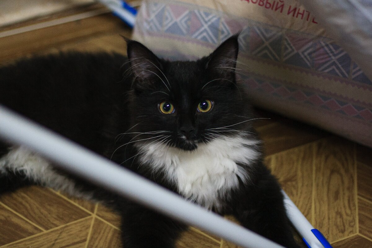 Маленький Ветер :)