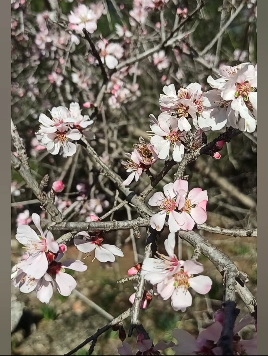 Пчёлка трудится над цветами миндаля. Фото автора.