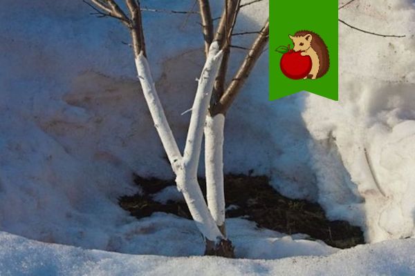 Начало марта - время провести обновляющую побелку деревьев. 5 ошибок, которые сделают процедуру бесполезной и даже вредной0