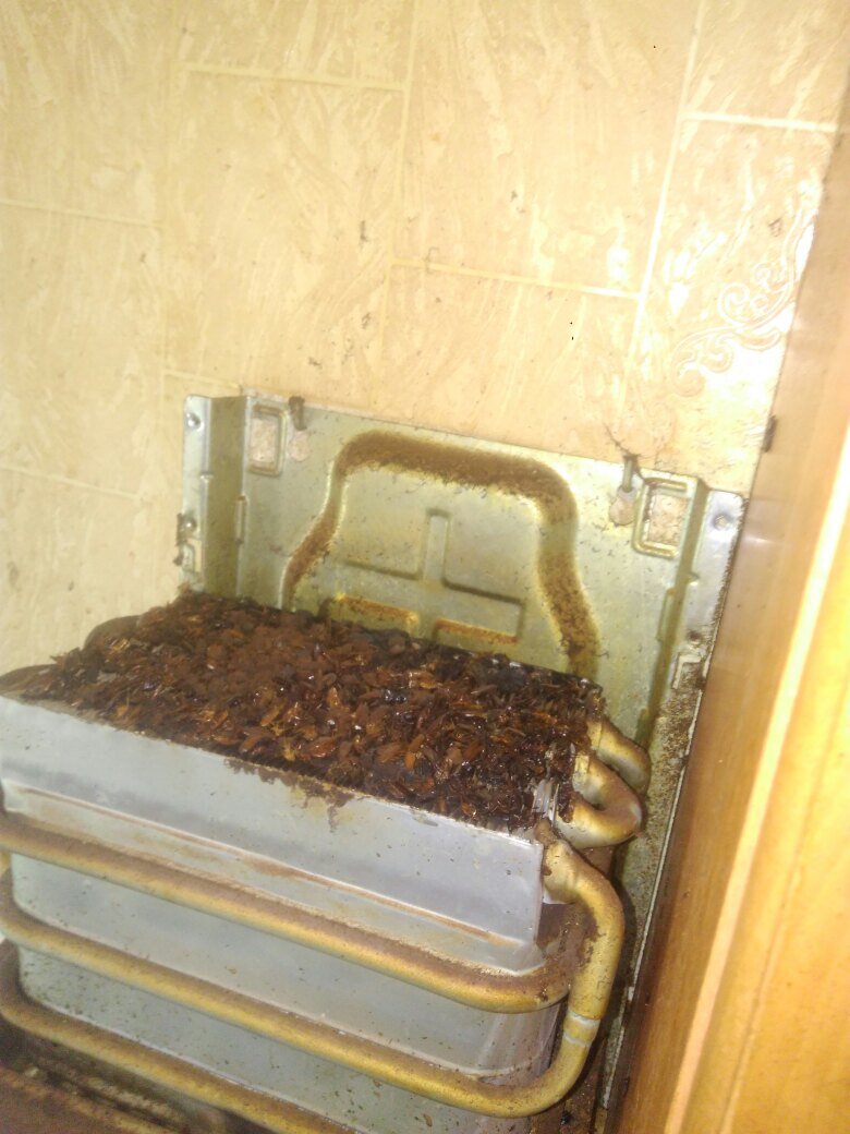 Часто такое встречаю, бывают мыши еще и воробьи. Запах палёной фауны людей не беспокоит 