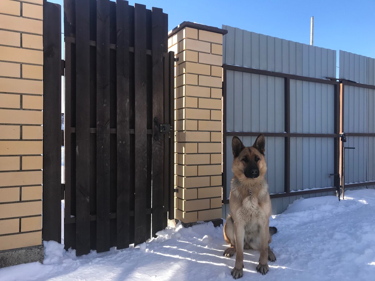 Даже собака, если причинит вред, то могут возникнуть проблемы 