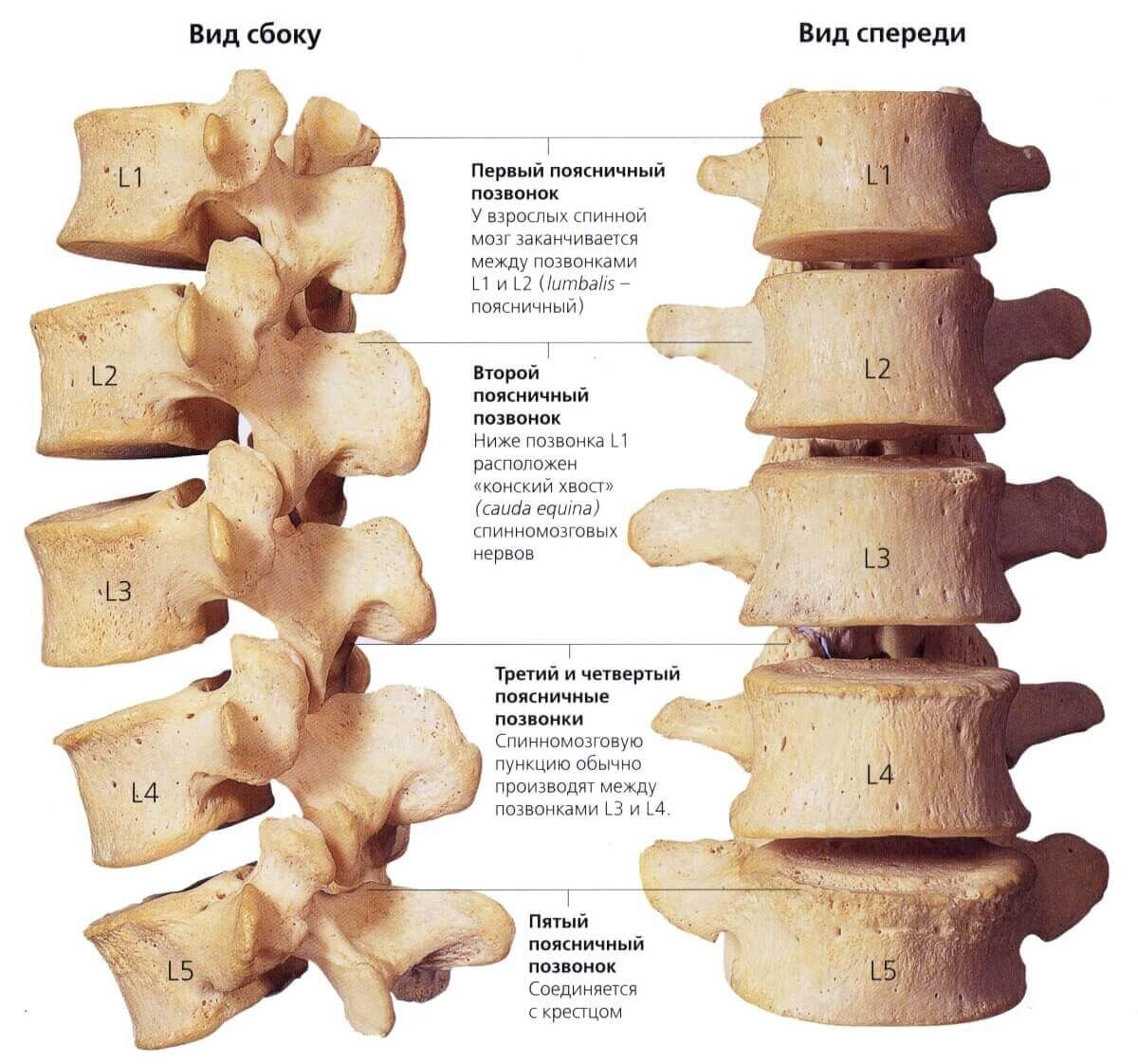 Анатомия поясничного позвонка. Строение поясничного отдела позвоночника. Позвонок поясничного отдела состоит. Крестцовый отдел строение позвонков отдела. Название позвонков пояснично крестцового отдела.