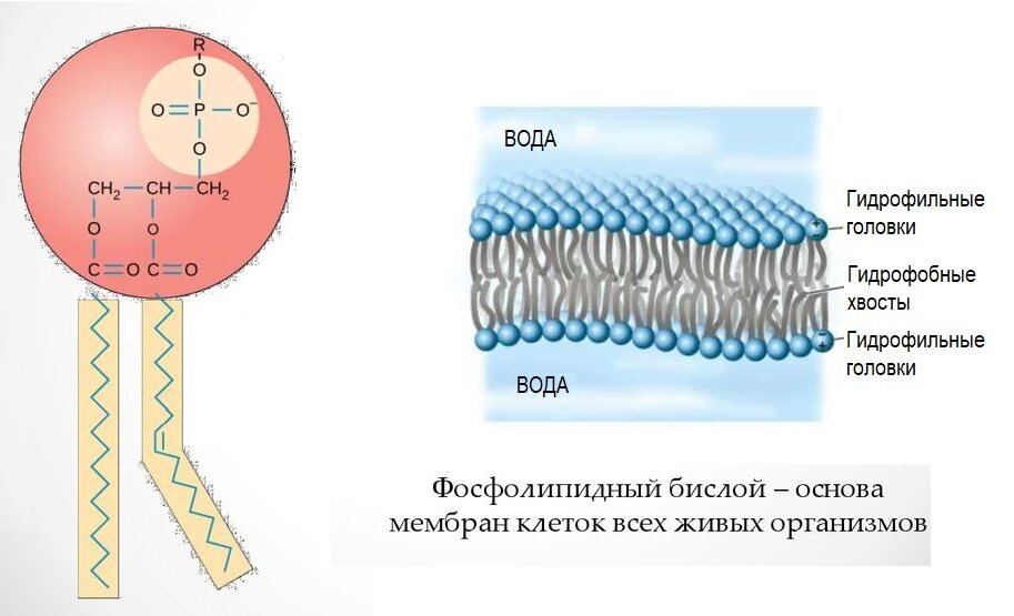Образуют гидрофобную основу клеточной мембраны