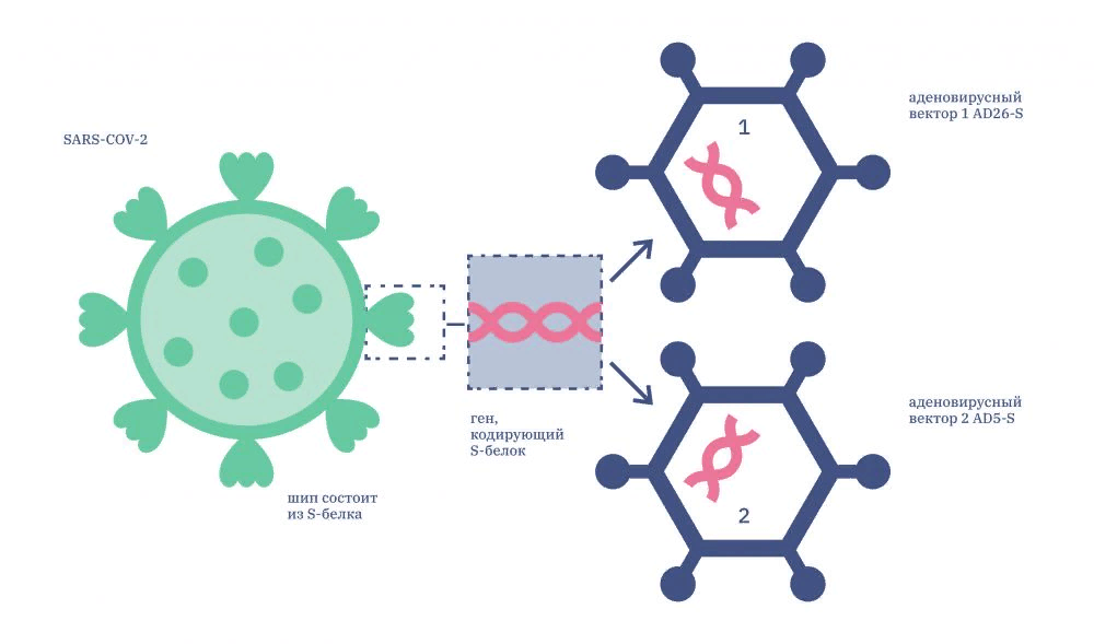 Векторная вакцина. Вирусный вектор. Векторная вакцина аденовирус. Вирусный вектор строение. Вирусные векторы в генной терапии.