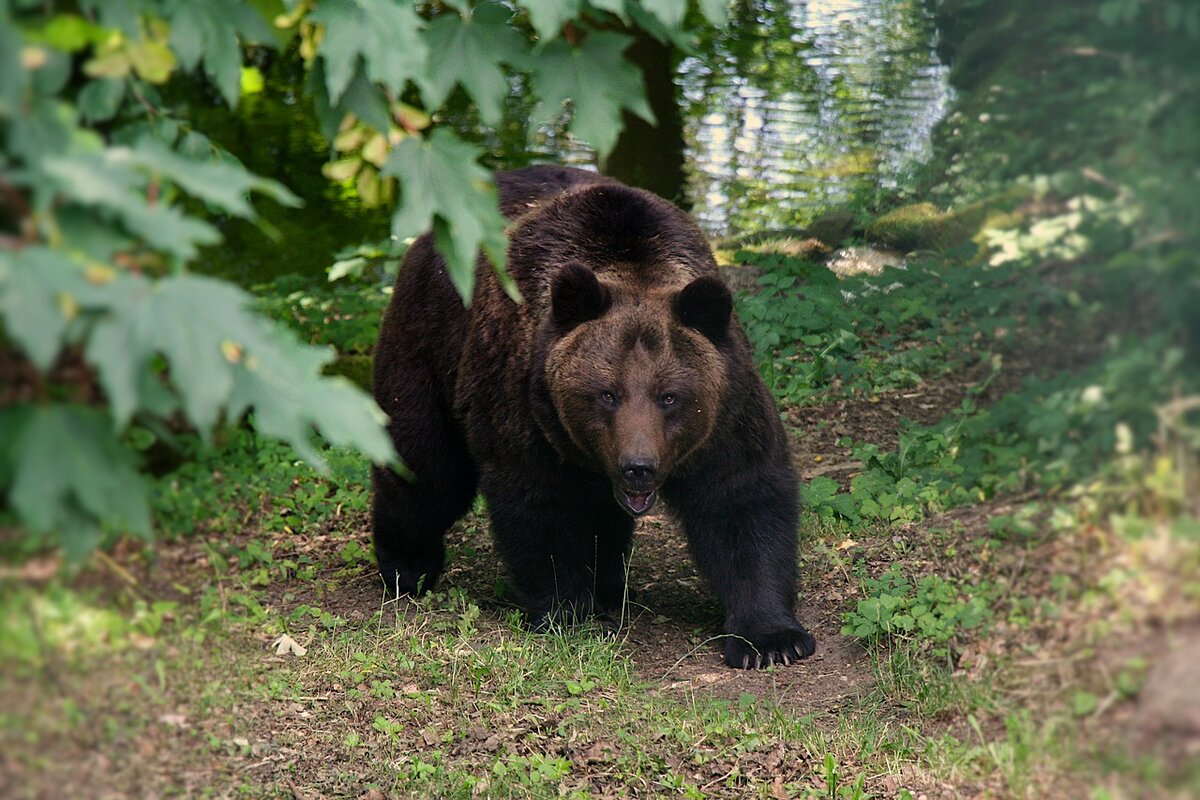 Медведь Гризли нападение