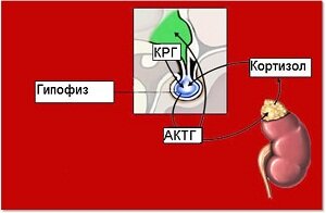 Синтез кортизола