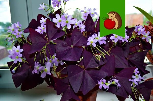 Фото: https://flowersadvice.ru/wp-content/uploads/2019/02/oxalis-photo.jpg