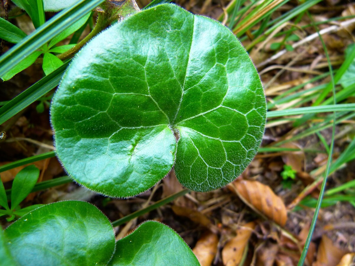 Ростило. Копытень Европейский Asarum europaeum. Копытень обыкновенный. Копытень Зибольда. Копытень канадский.