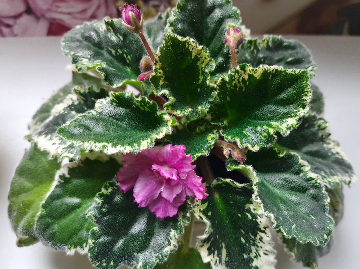 ЯН - Маша. Из личных архивов