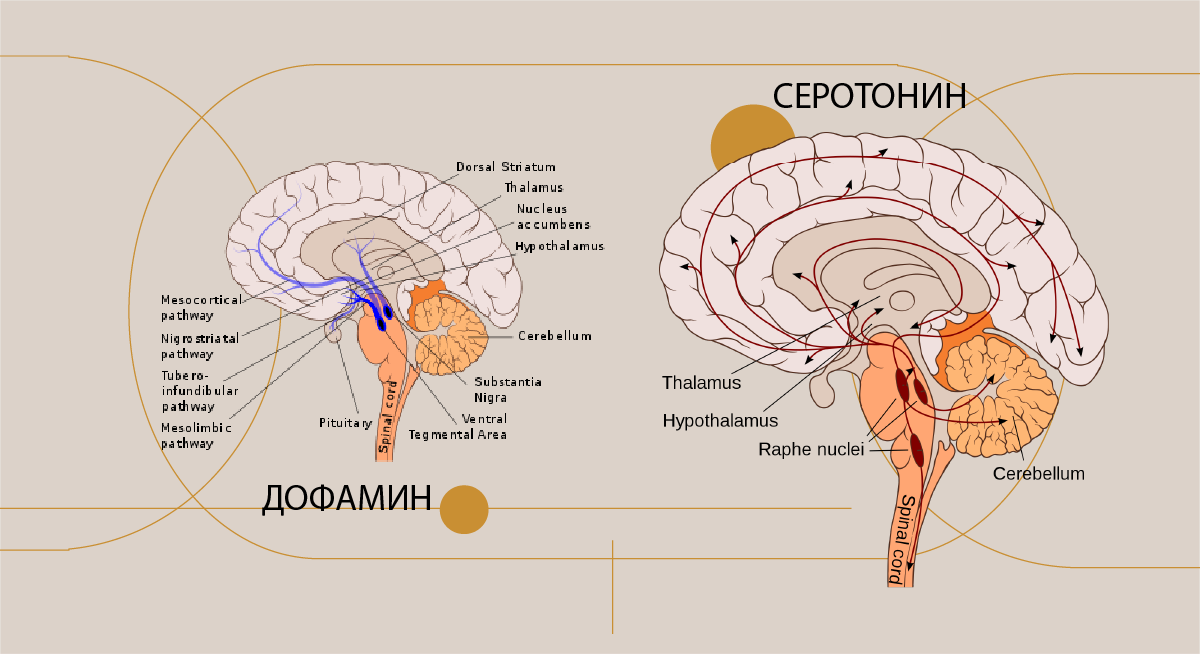 Сравнение путей перемещения дофамина в мозге и серотонина. На картинке видно, что серотонин идет по тому же пути, что и дофамин, но он завершает цикл, отправляя проанализированную информацию обратно в гипоталамус. 