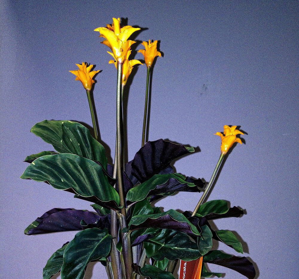 Калатея Кроката шафранная, Calathea crocata