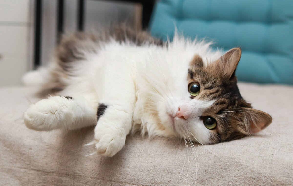 Иногда Сержику надоедало быть маленьким Наполеоном и он был та самая душка (листайте галерею)