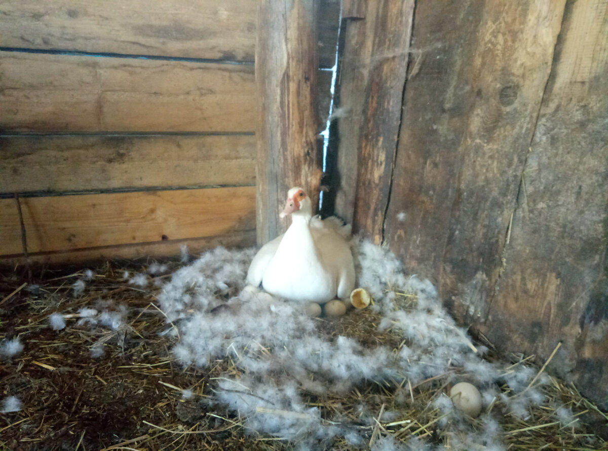 В новом недостроенном сарае выбрала дальний угол.