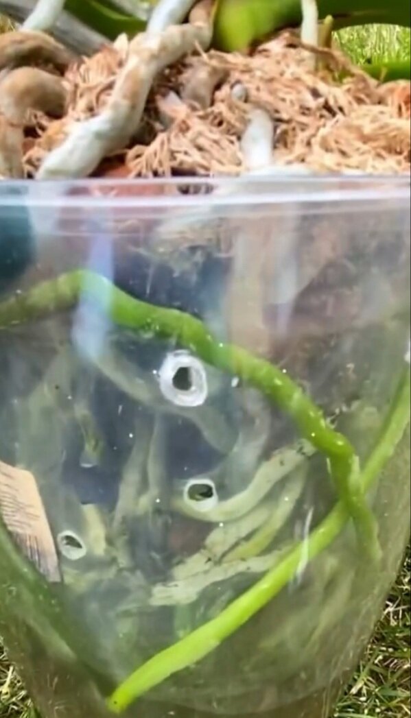 Отверстия в кашпо