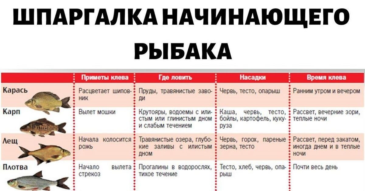 Фото с сайта: https://cs12.pikabu.ru