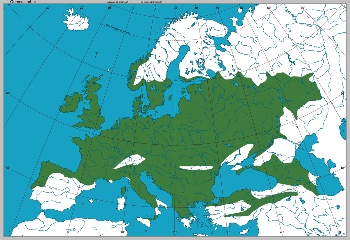 Дуб (quercus). Описание, фото, виды – каталог Greenmaster