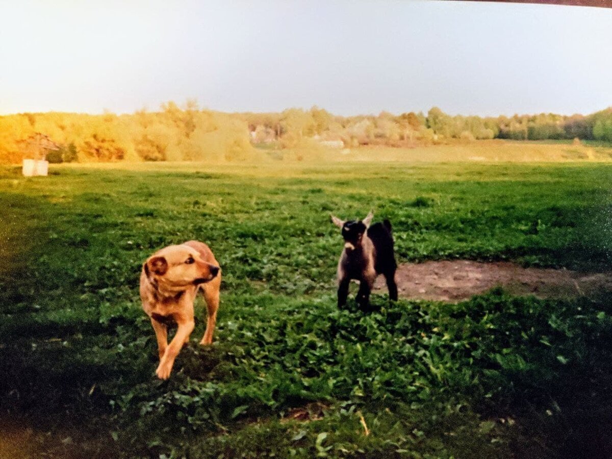 Вулкан в лучшие годы с соседским козленком