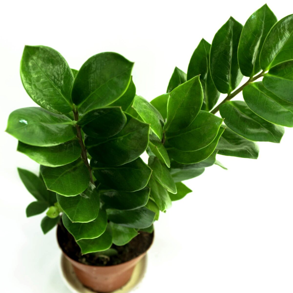 Zamioculcas долларовое дерево