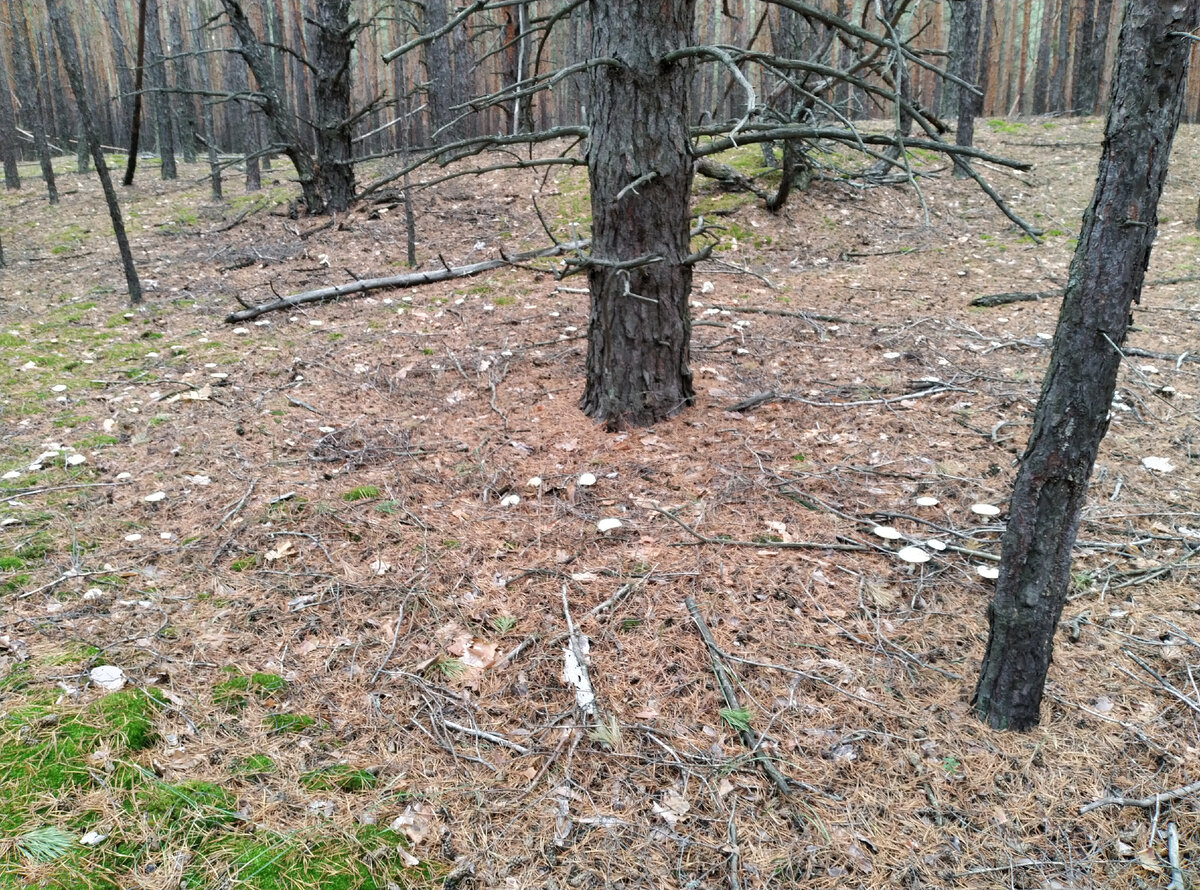 Вокруг дерева огромное количество грибов.. Жалко, что не съедобных...
