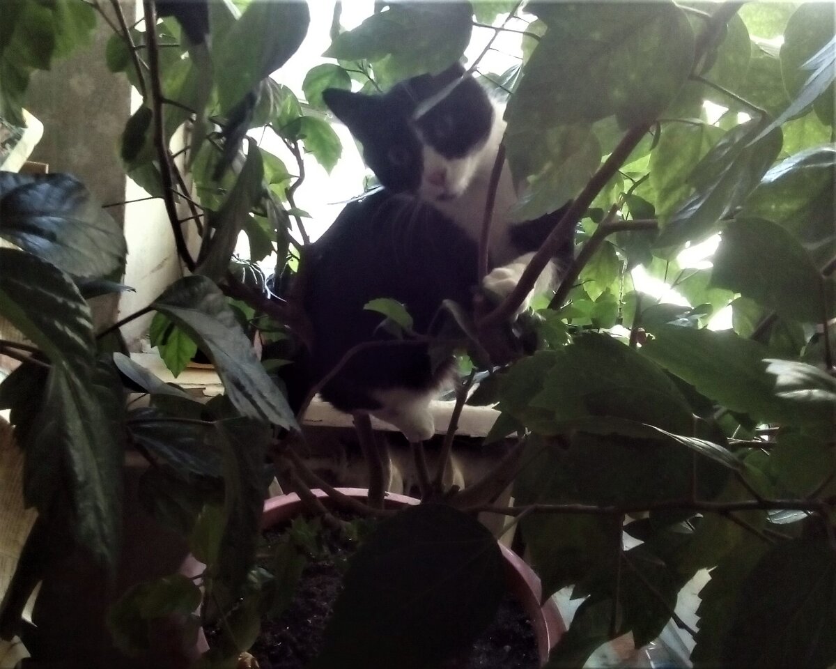 Маля еще думает, что гибискус - это дерево и на него можно лазить...