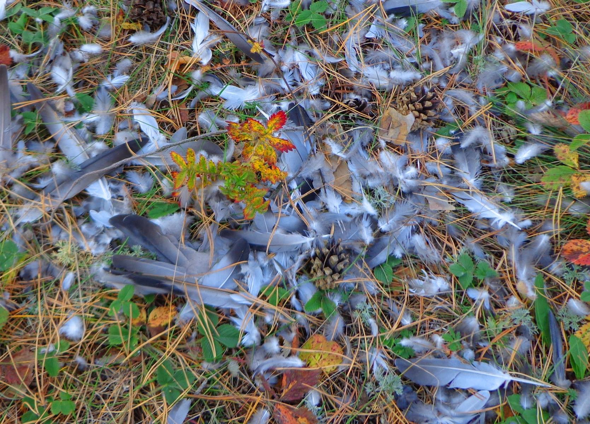 фото Анвара Сайфутдинова