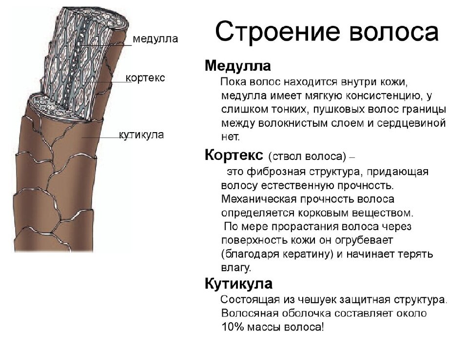 Строение стержня волоса. Строение стержня волоса человека Кортекс. Строение волоса кутикула Кортекс Медула. Из чего состоит волос человека на голове. Кортекс волоса строение.