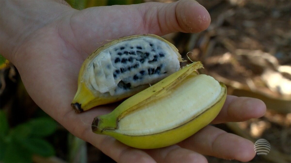 6 Man-Made Things You Totally Thought Were 'Natural' Bananas, Vegetariano, Seleç