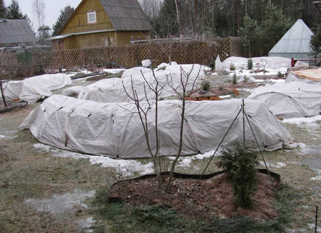Многие растения нуждаются в ВСУ в условиях заснеженных зим Фото: https://greensotka.ru
