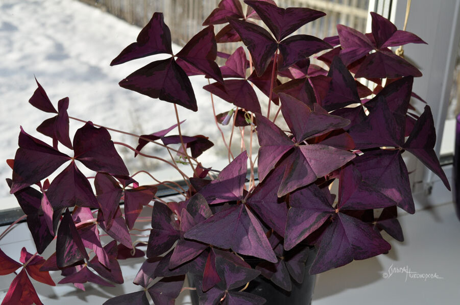 Кислица фиолетовая