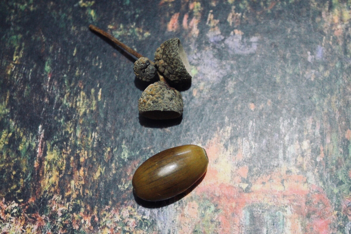 Спелый жёлудь