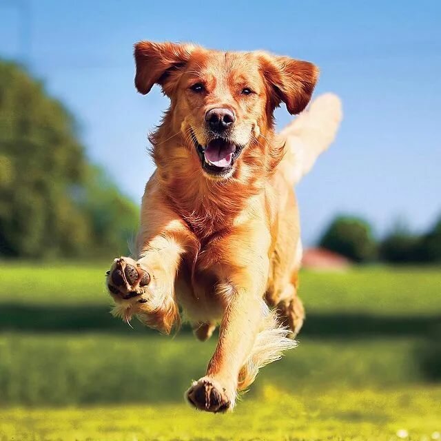 Источник фото: https://www.instagram.com/meatfordogs_rnd/