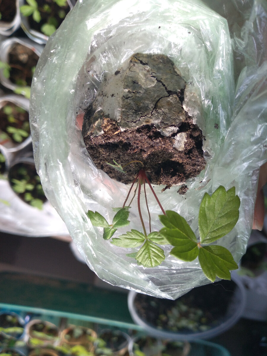 Стаканчик рассыпался. Совсем. Кустик земляники пришлось временно поместить в полиэтиленовый пакет